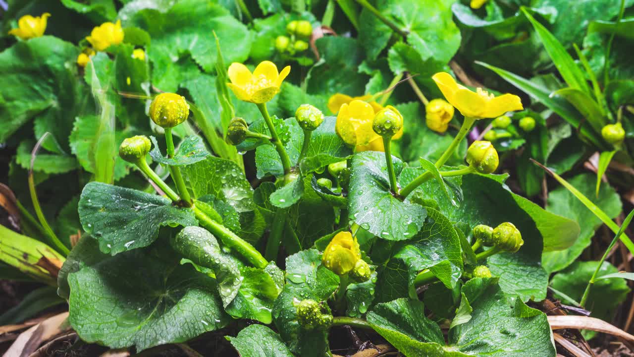 特写黄色沼泽万寿菊花沼泽caltha palustris在沼泽快速开花生长时间流逝视频素材