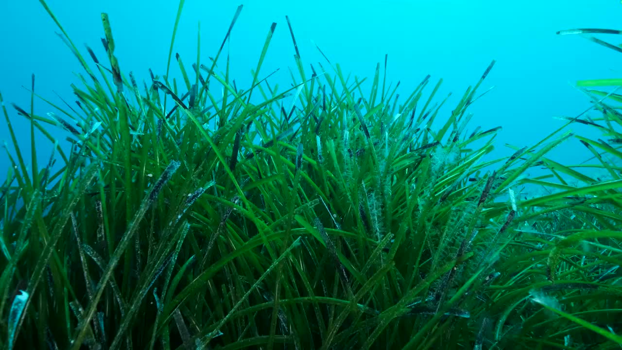 郁郁葱葱的海草，上青色的海水背景。绿色海草的特写地中海绦草或海王星草(Posidonia)。地中海、塞浦路斯视频素材