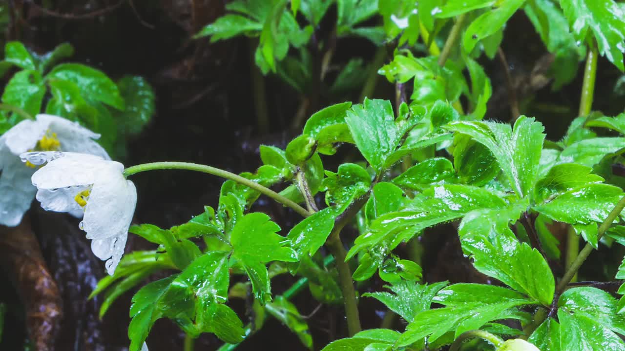 白色春花的美丽，银莲花在野生的绿色自然森林中快速盛开。时间流逝视频素材