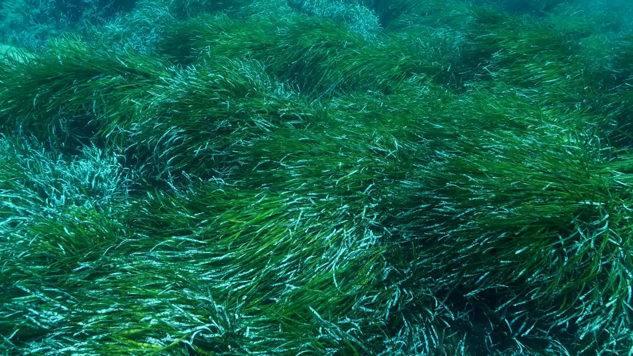 浓密的绿色海生草Posidonia的特写。慢动作，俯视图在绿色海草地中海绦草或海王星草(Posidonia)。地中海、塞浦路斯视频素材