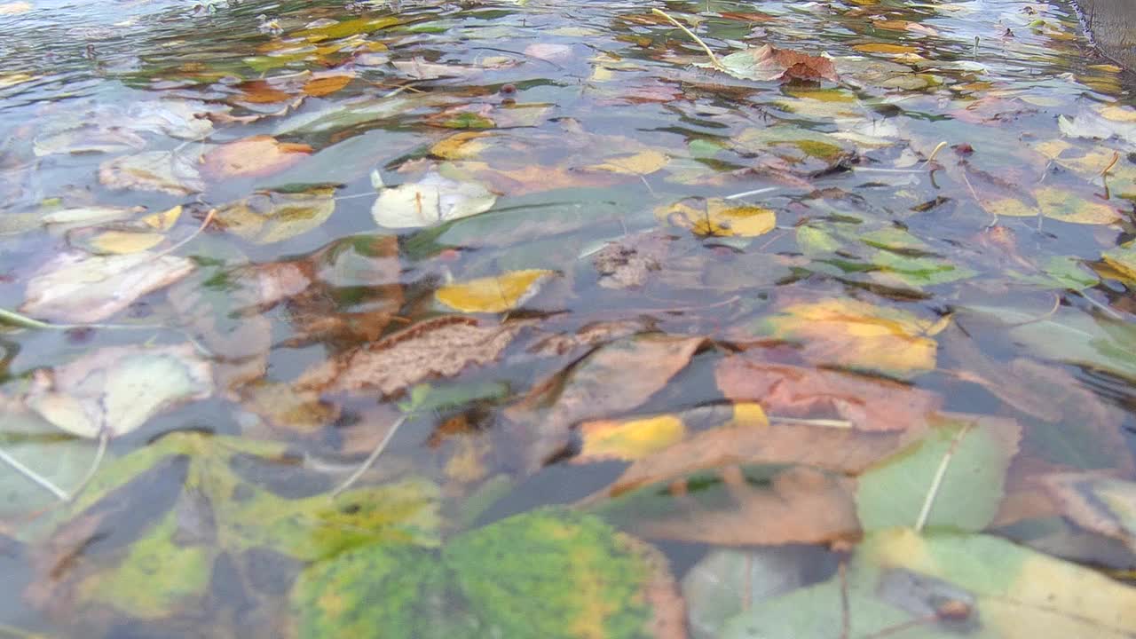 叶子在水中视频素材