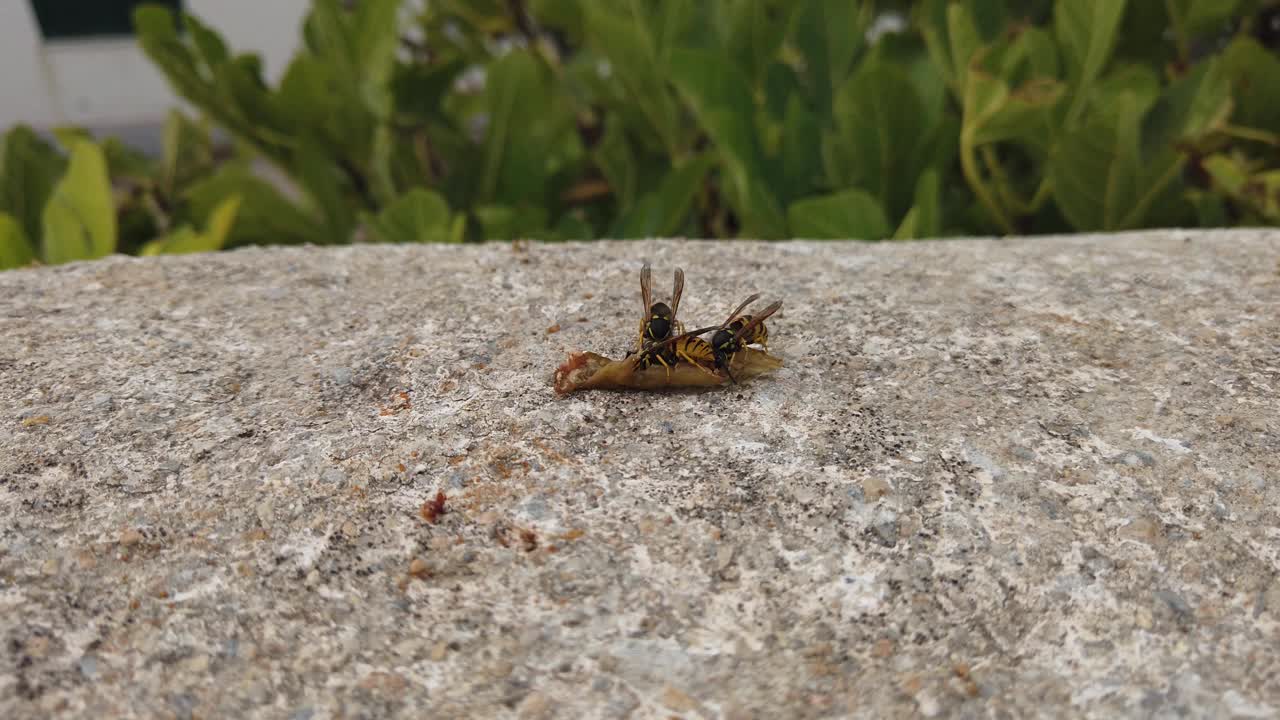 一些黄蜂在墙上的旧水果上肆虐的视频视频素材