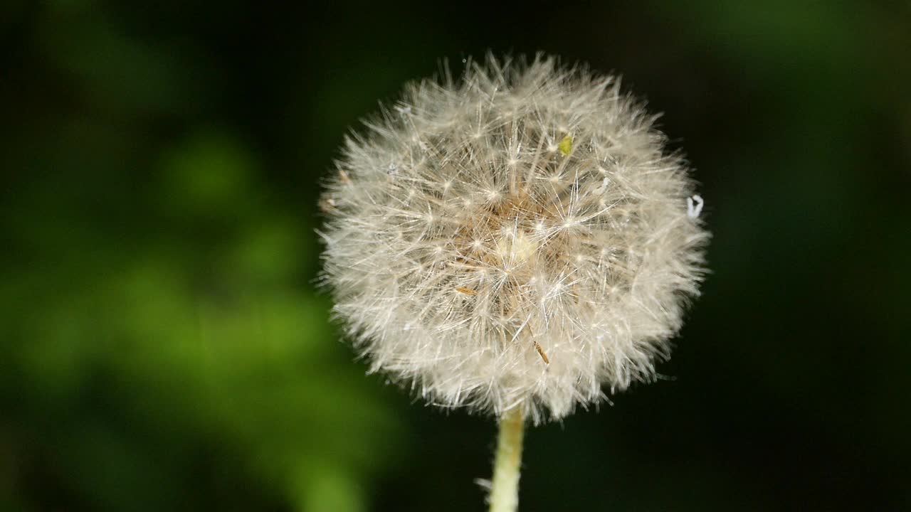 白色蓬松的花球蒲公英视频素材