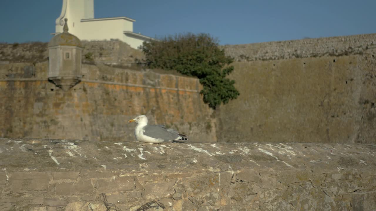 美丽的海鸥在海洋附近的特写镜头视频素材