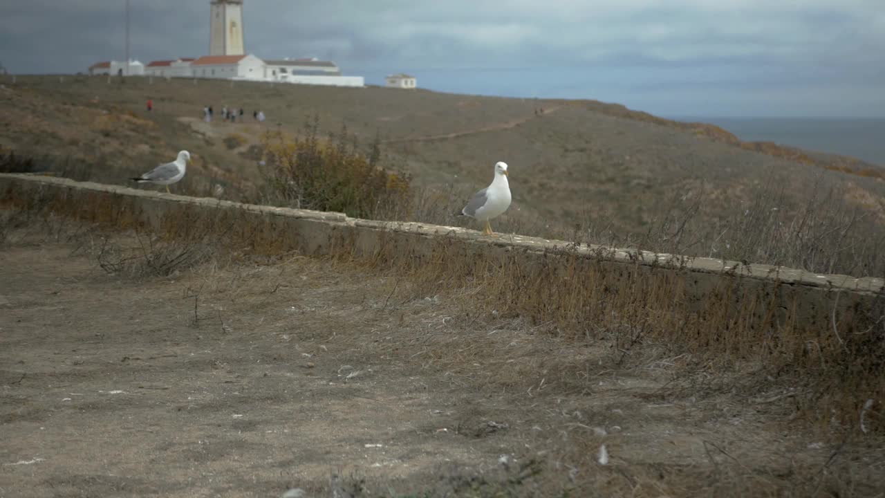 美丽的海鸥在海洋附近的特写镜头视频素材