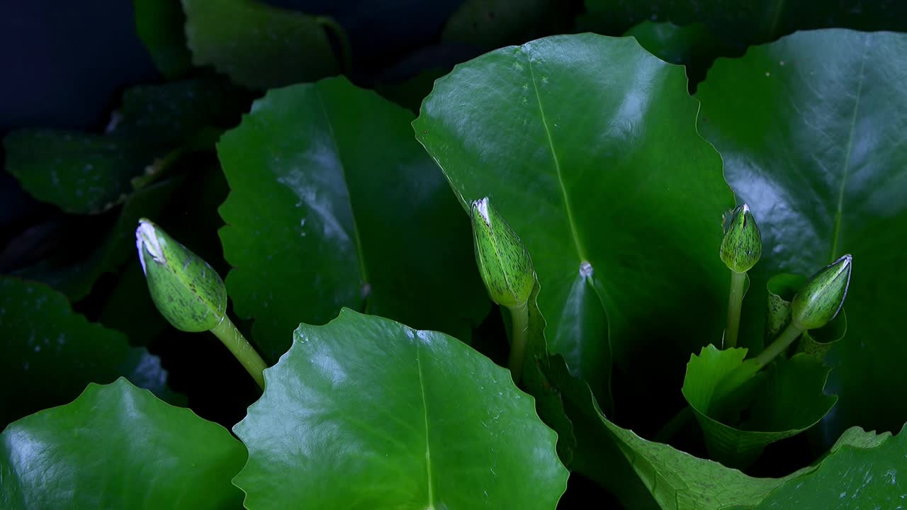 时光流逝，白色的睡莲花在池塘里开放，睡莲盛开视频素材