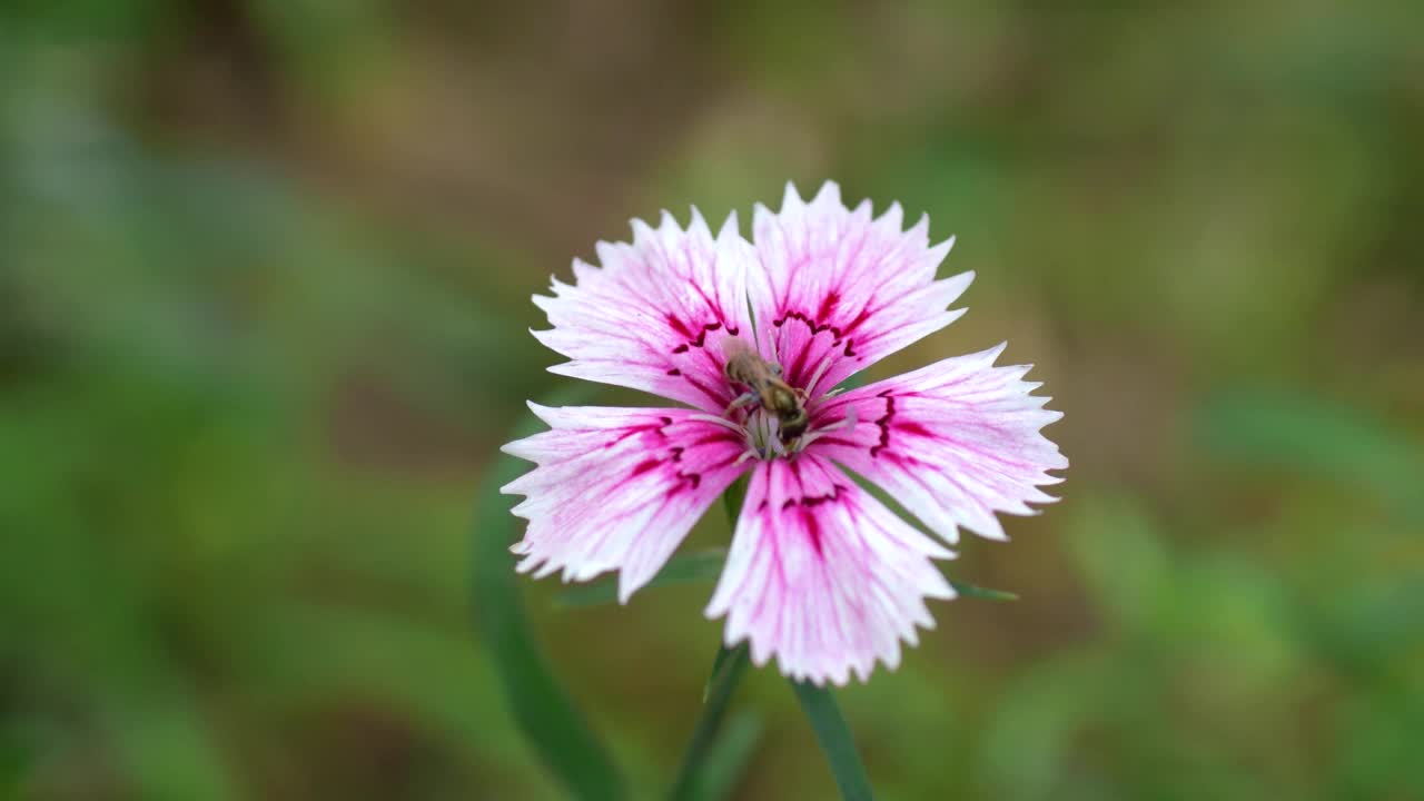 野雏菊和蜜蜂视频素材