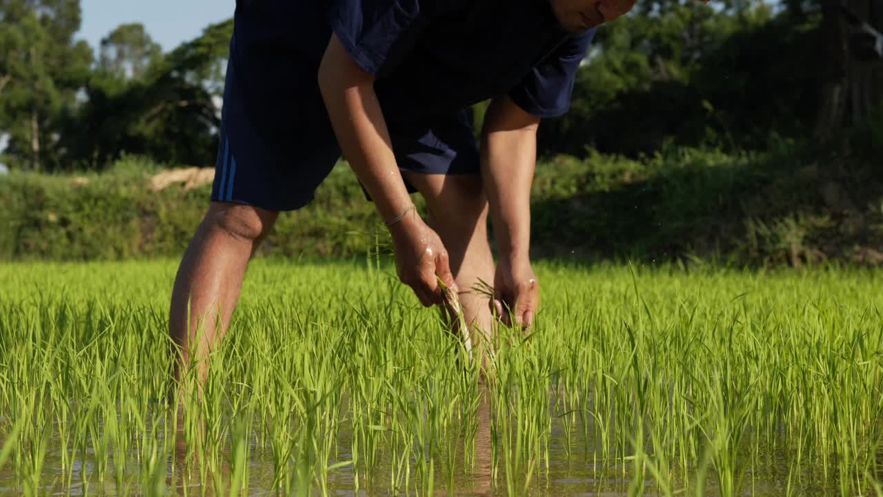 一位亚洲农民正在水田里种水稻视频素材