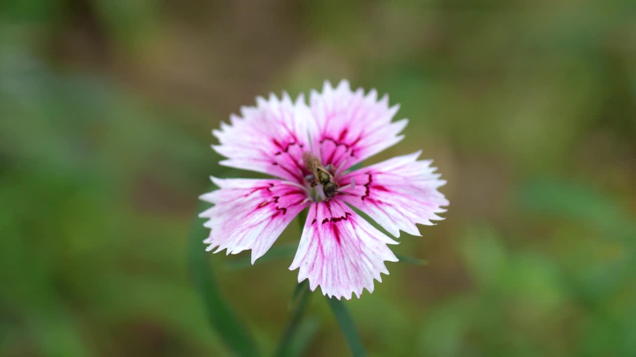 野雏菊和蜜蜂视频素材