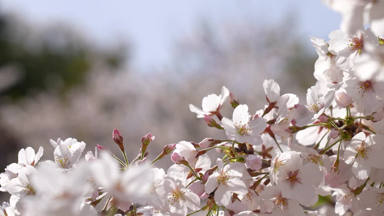 视频中，一枝盛开的樱花与美丽的前方散景。视频素材