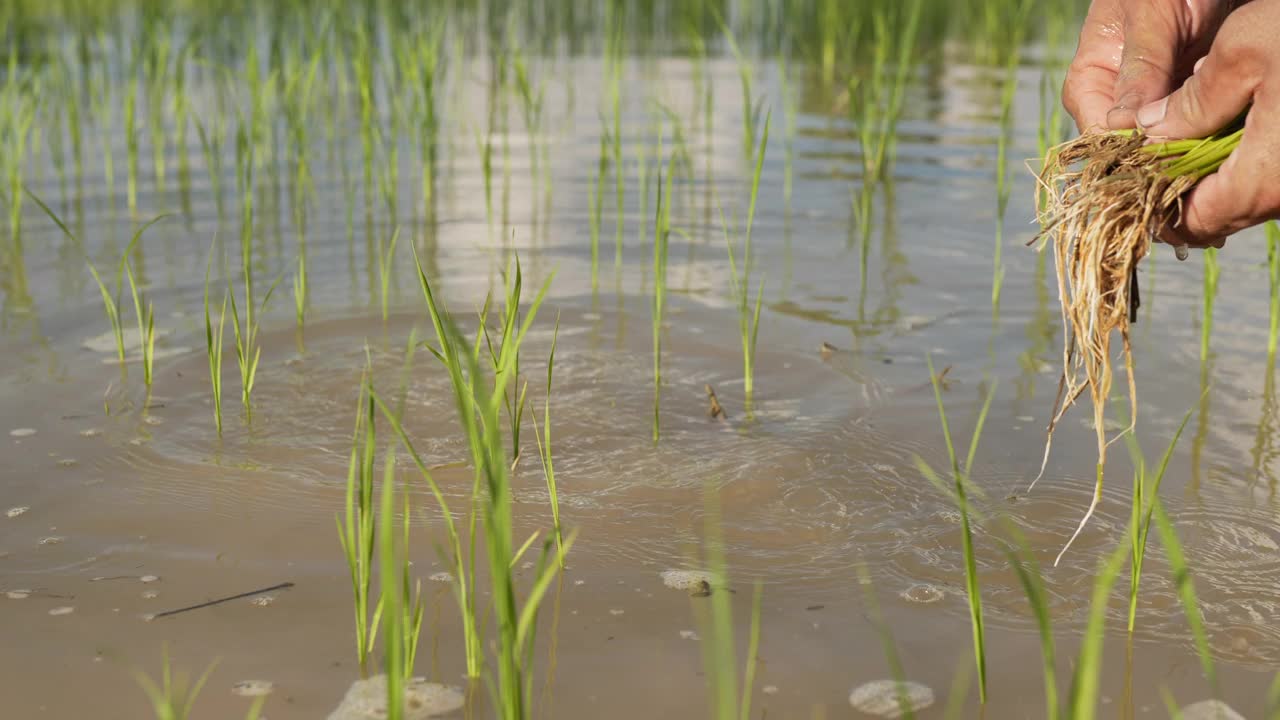 一位亚洲农民正在水田里种水稻视频素材