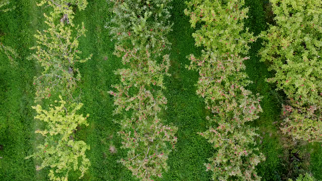 秋天，无人机飞过老苹果园，上面结着成熟的苹果，鸟瞰图视频素材