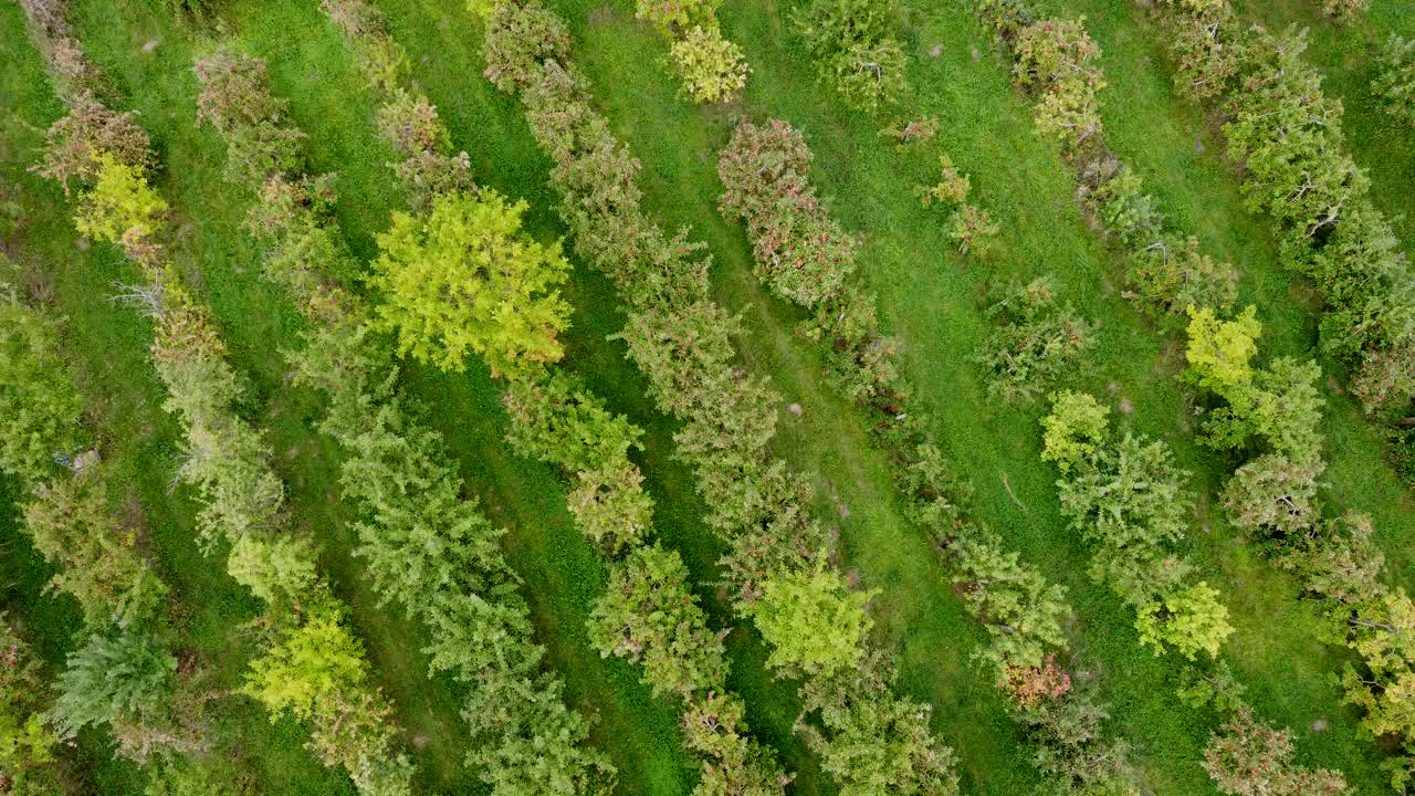 秋天，无人机飞过老苹果园，上面结着成熟的苹果，鸟瞰图视频素材