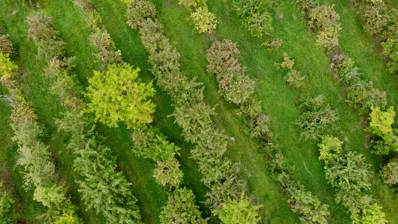 秋天，无人机飞过老苹果园，上面结着成熟的苹果，鸟瞰图视频素材