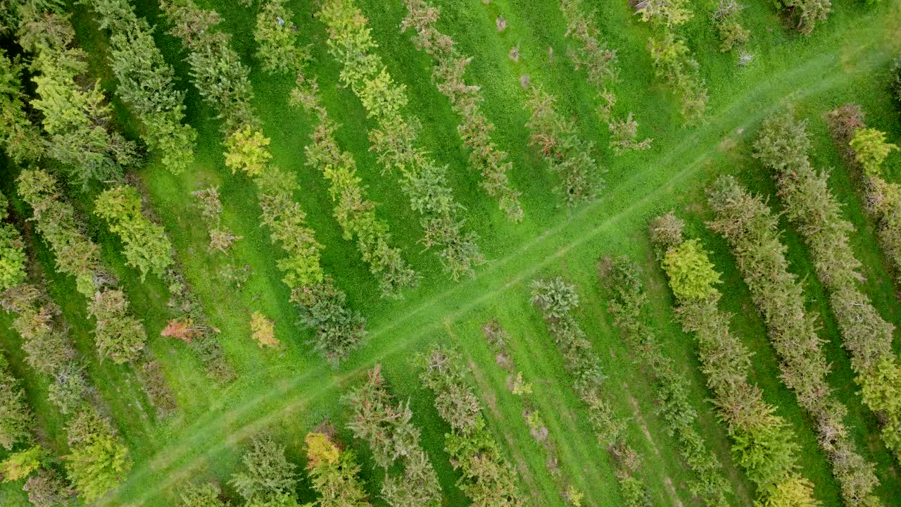 秋天，无人机飞过老苹果园，上面结着成熟的苹果，鸟瞰图视频素材