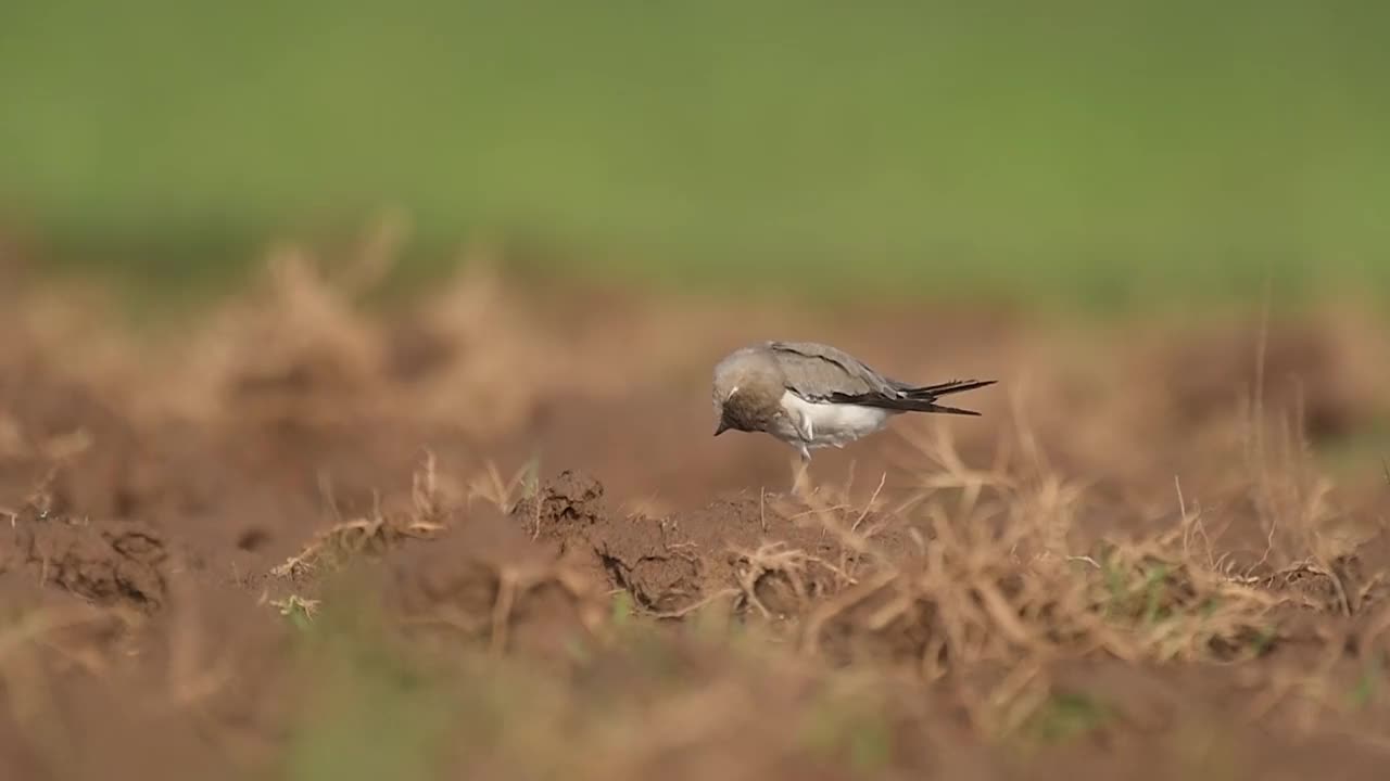 小林鹬视频素材