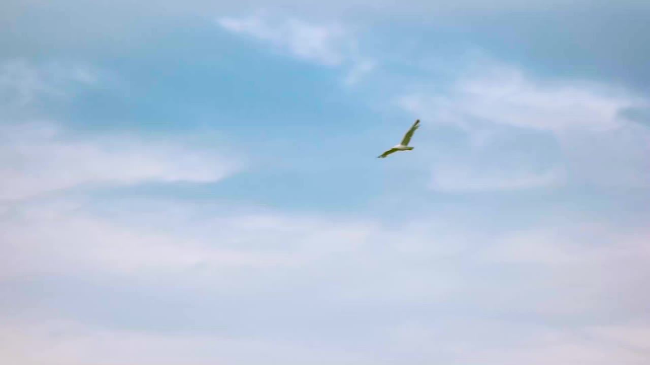 天空中的海鸥。视频素材