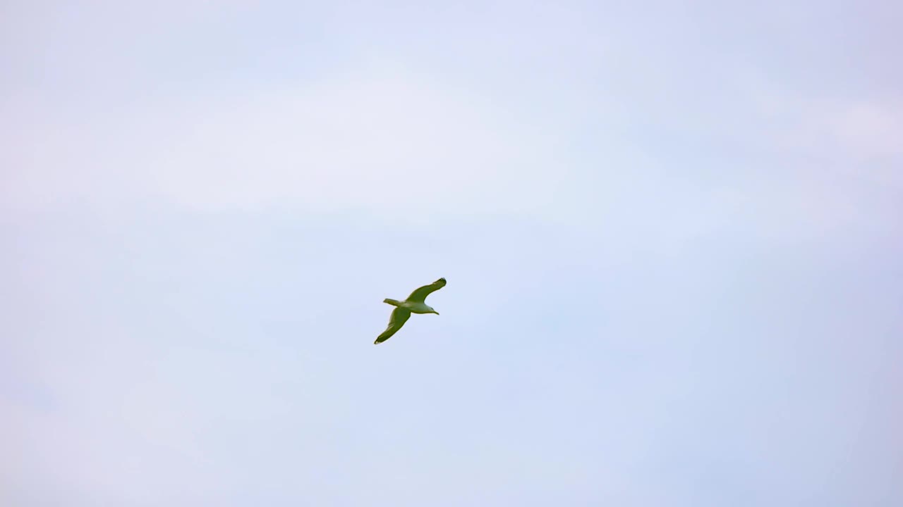 海鸥在天空。视频素材