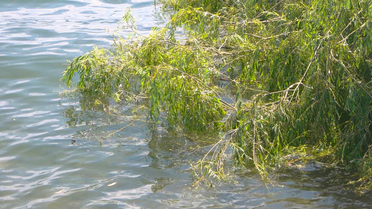 柳树枝浸在水中。视频素材