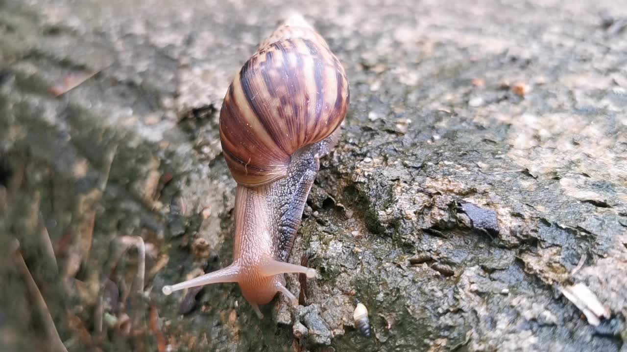 一段大型蜗牛或软体动物缓慢移动的特写视频。视频素材