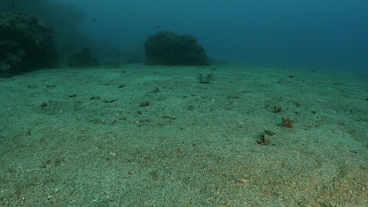 在海底沙底游动的白斑河豚视频下载