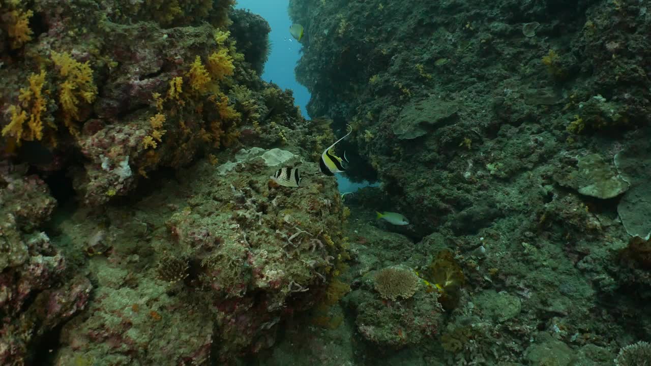 在台湾海底游泳的热带珊瑚鱼视频下载