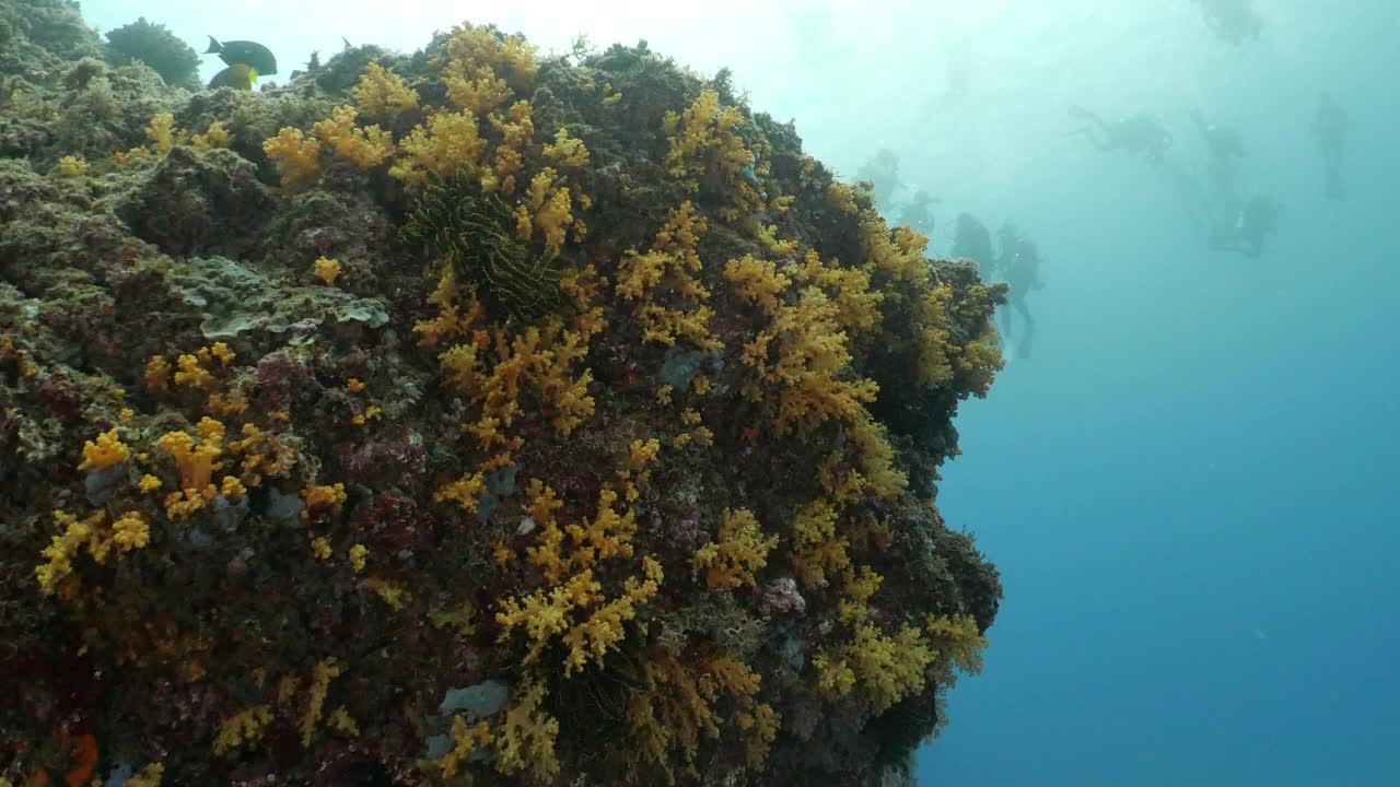 美丽的软珊瑚礁在深海的台湾视频素材