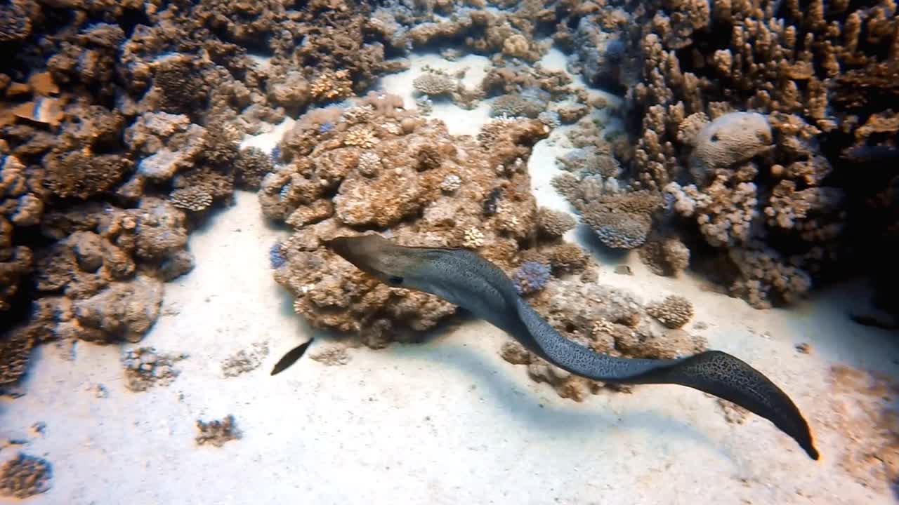 高清视频片段的一个自由游泳巨型马里鳗(Gymnothorax javanicus)在红海，埃及视频素材