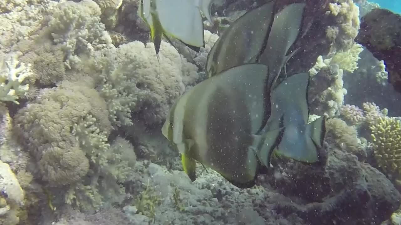 埃及红海圆形蝙蝠鱼(Platax orbicularis)的高清视频片段视频素材