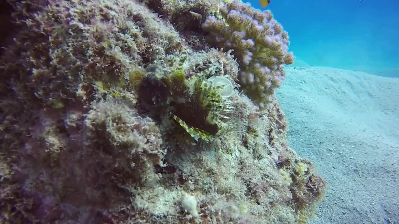 埃及红海里一只幼年蝎子的高清视频片段视频素材