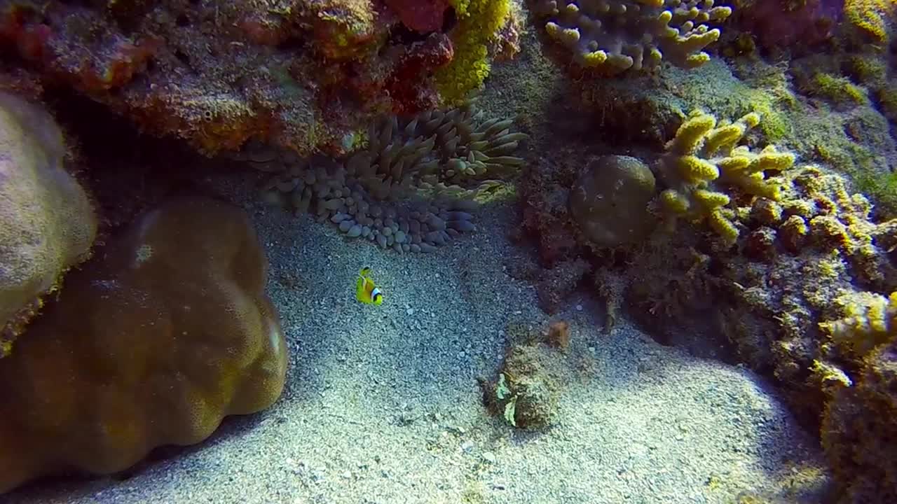 一只幼年红海海葵鱼的高清视频片段视频素材