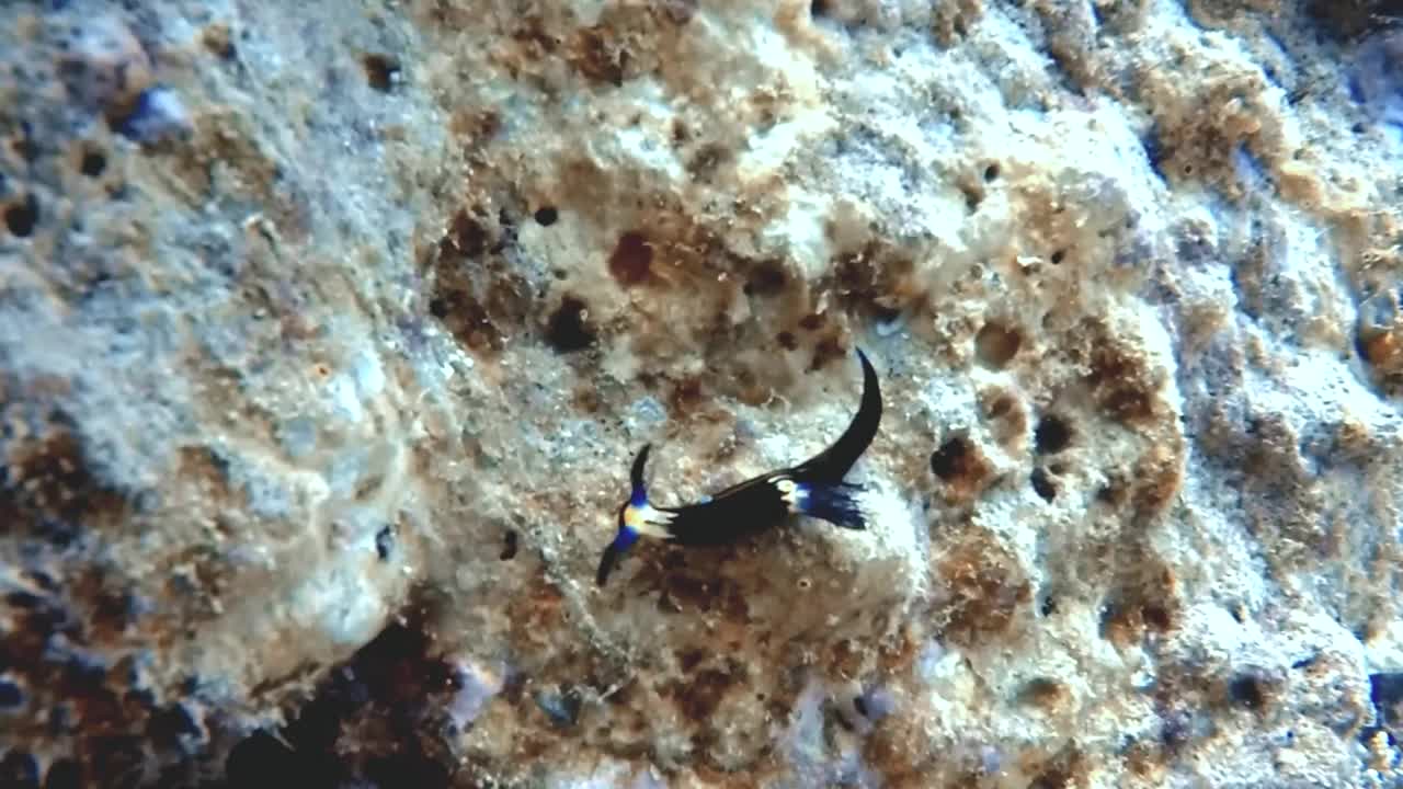 埃及红海的彩色大角龙(Nembrotha megalocera)的高清视频片段视频素材