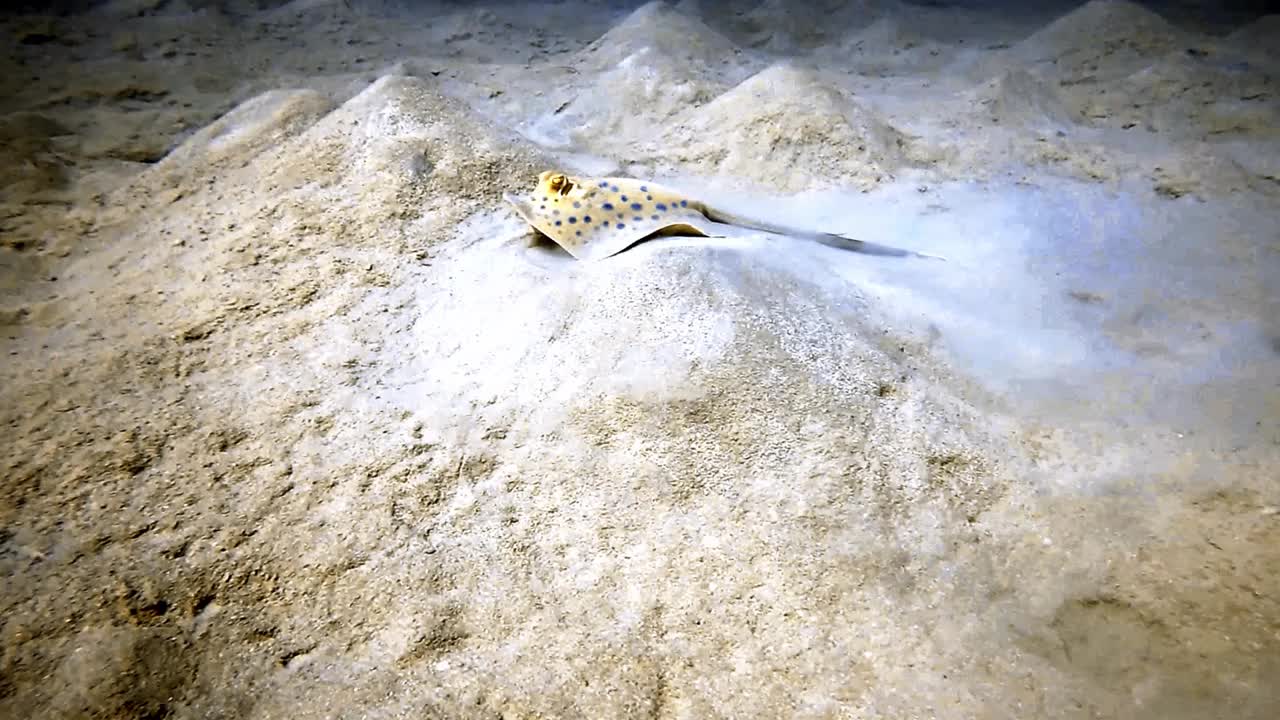 高清视频片段的蓝斑带状尾鳐(Taeniura淋巴瘤)在红海，埃及视频素材