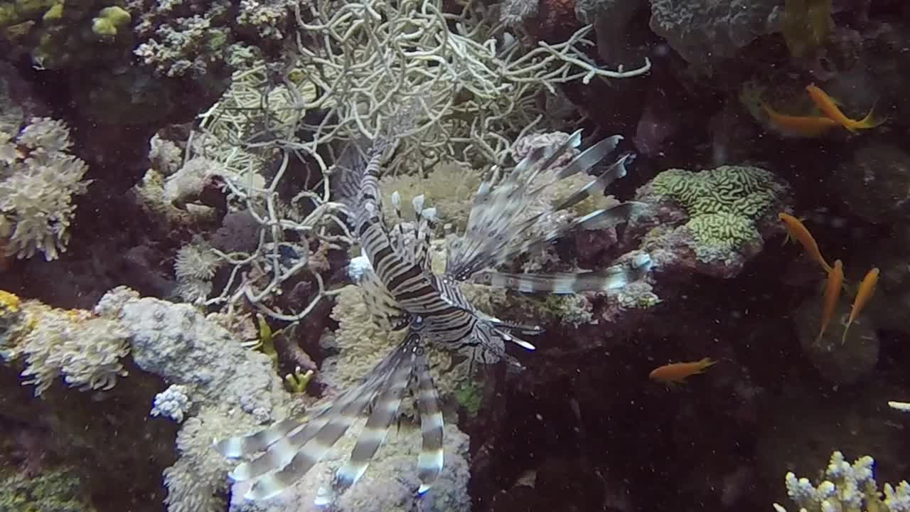 埃及红海中一只普通狮子鱼的高清视频片段视频素材