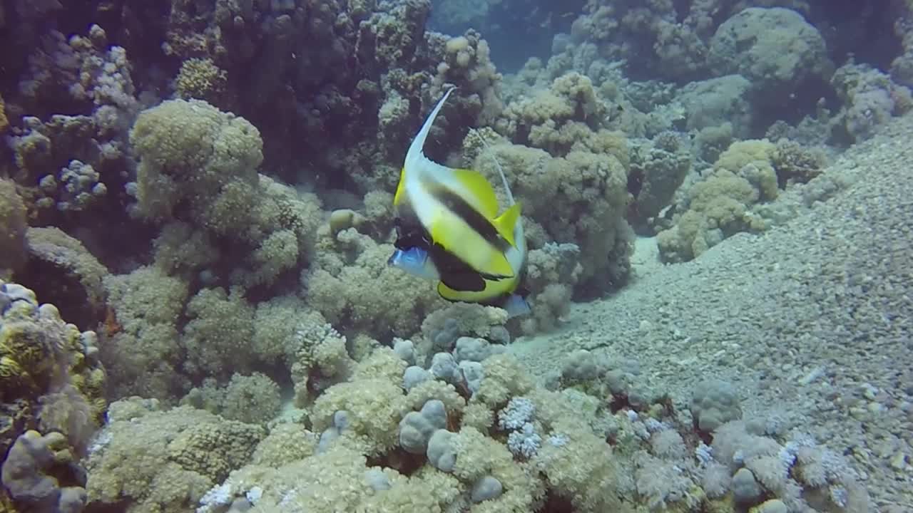 埃及一条红海旗鱼的高清视频片段视频素材