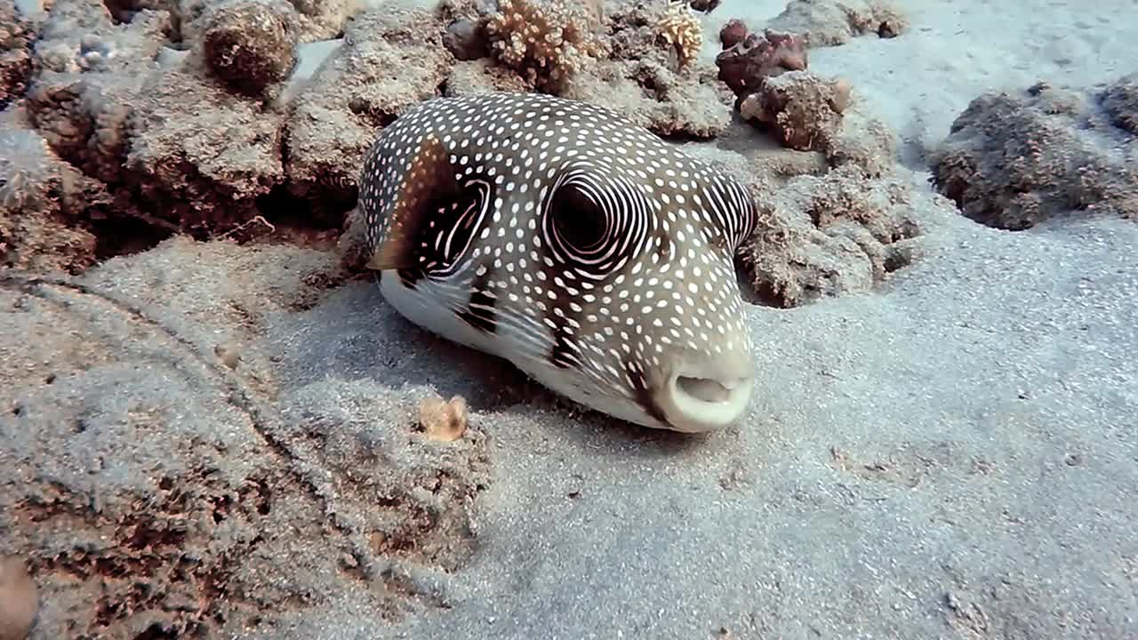 一条白斑河豚(Arothron hispidus)在埃及红海的高清视频片段视频素材