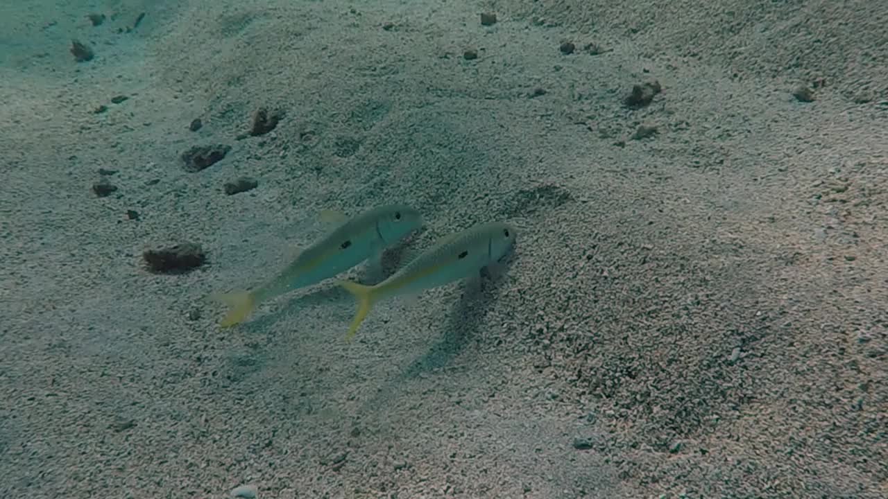 黄色山羊鱼(Mulloidichthys martinicus)在埃及红海进食的高清视频片段视频素材