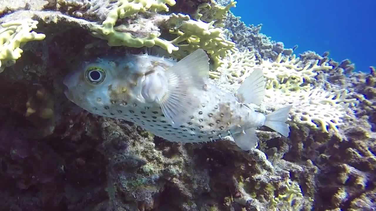 埃及红海的黄色斑点Burrfish (Cyclichthys spilostylus)的高清视频片段视频素材