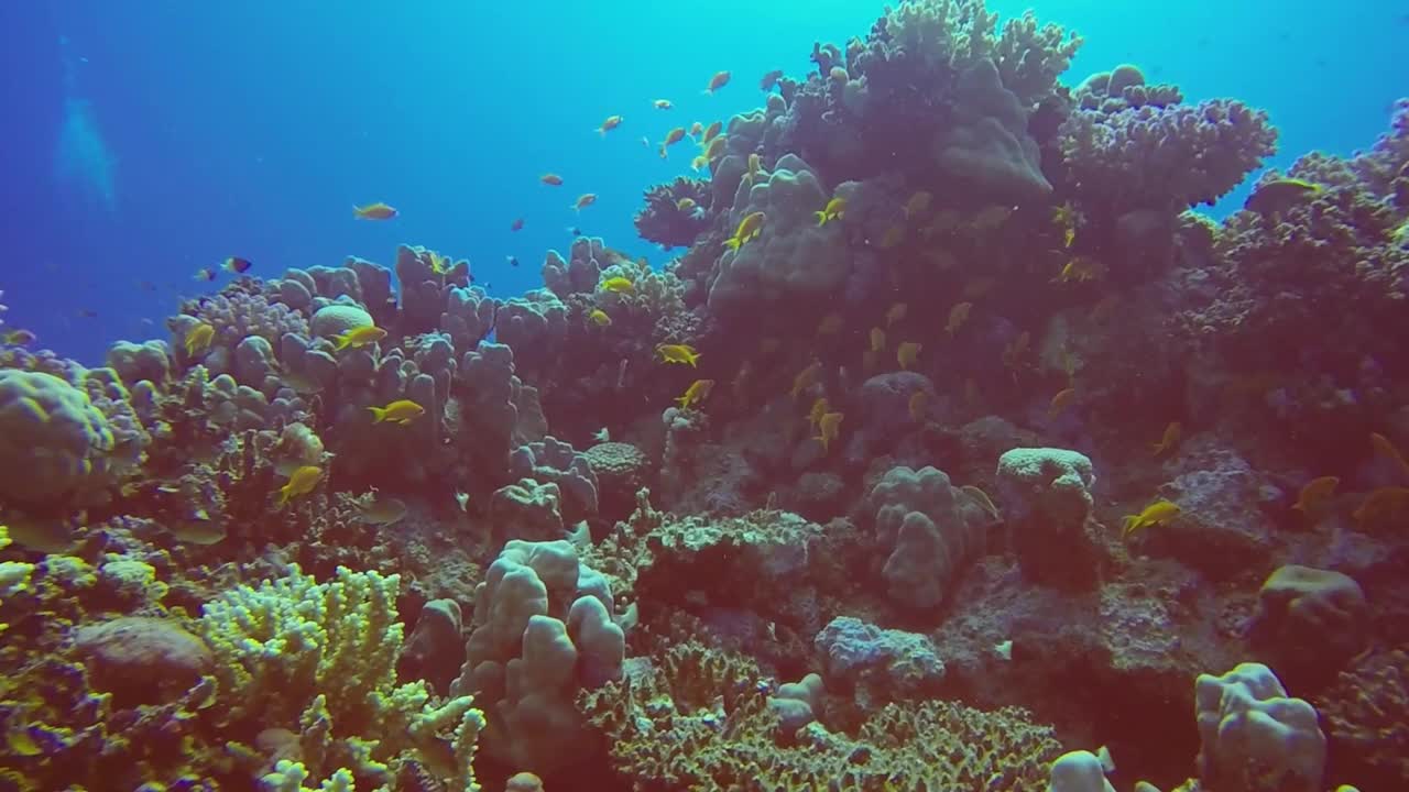 埃及红海珊瑚礁的高清视频片段视频素材