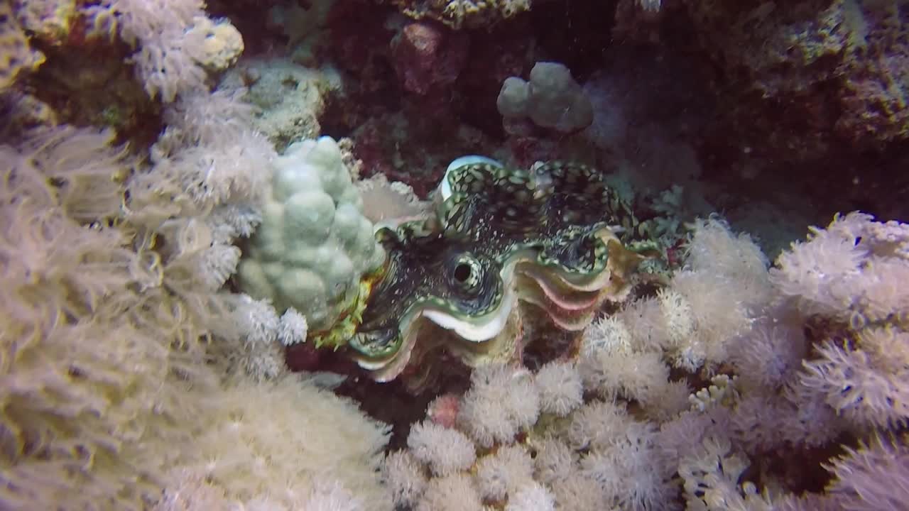 高清视频片段的凹槽巨型蛤蜊(Tridacna squamosa)在红海埃及视频素材