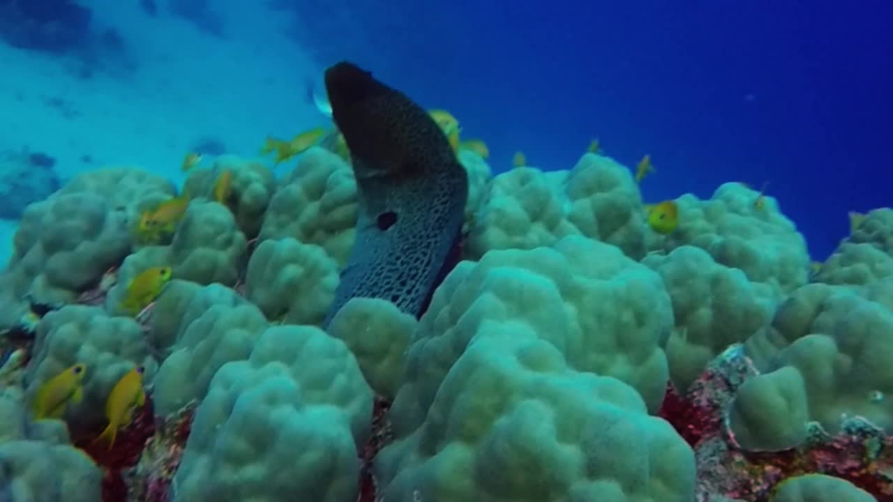 埃及红海中巨型海鳗(Gymnothorax javanicus)的高清视频视频素材