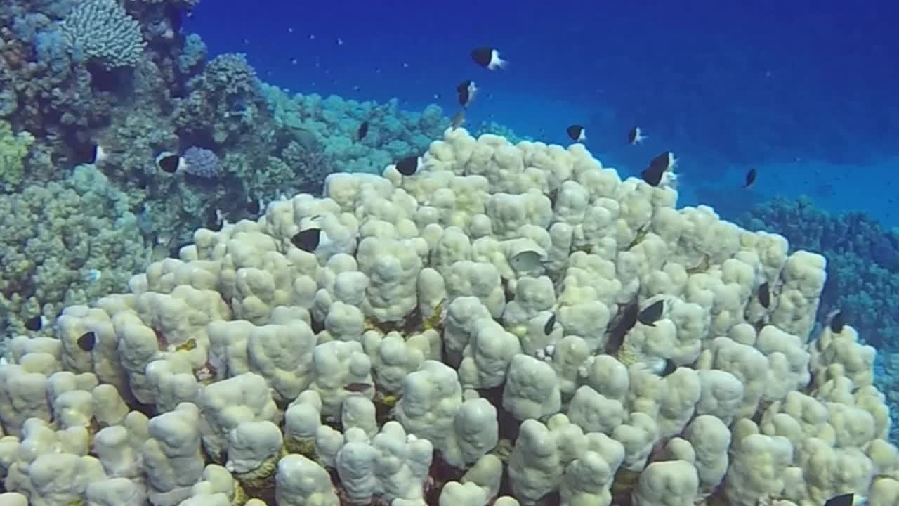 高清视频片段的双色拉勒(Centruroides Bicolor)在红海，埃及视频素材