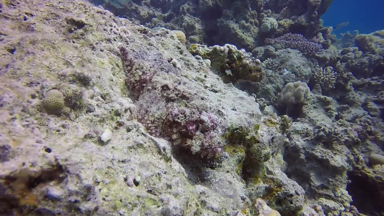 埃及红海中，有胡须的蝎子(Scorpaenopsis barbata)视频素材