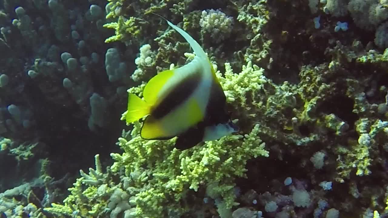 埃及一条红海旗鱼的高清视频片段视频素材