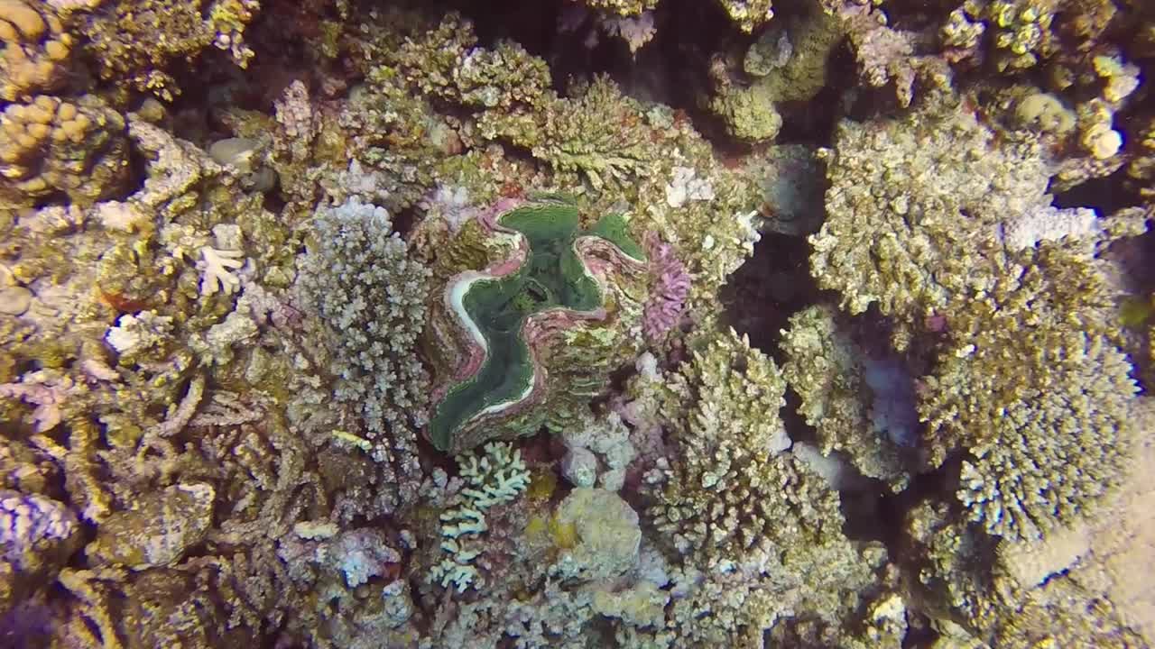 高清视频片段的凹槽巨型蛤蜊(Tridacna squamosa)在红海埃及视频素材