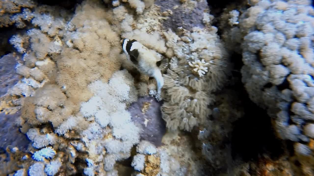 一只蒙面河豚(Arothron diadematus)在埃及红海的高清视频视频素材