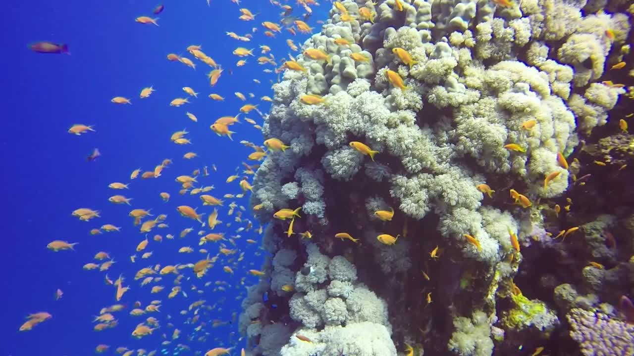 埃及红海珊瑚礁的高清视频片段视频素材