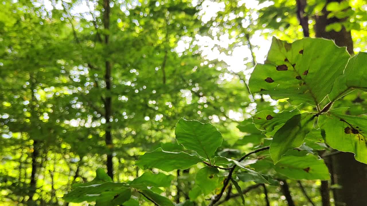 丰富的绿色树叶。午后阳光下郁郁葱葱的树叶。美丽的圆的散景。阳光通过。关于生态和生态概念的充满活力的自然视频。视频素材