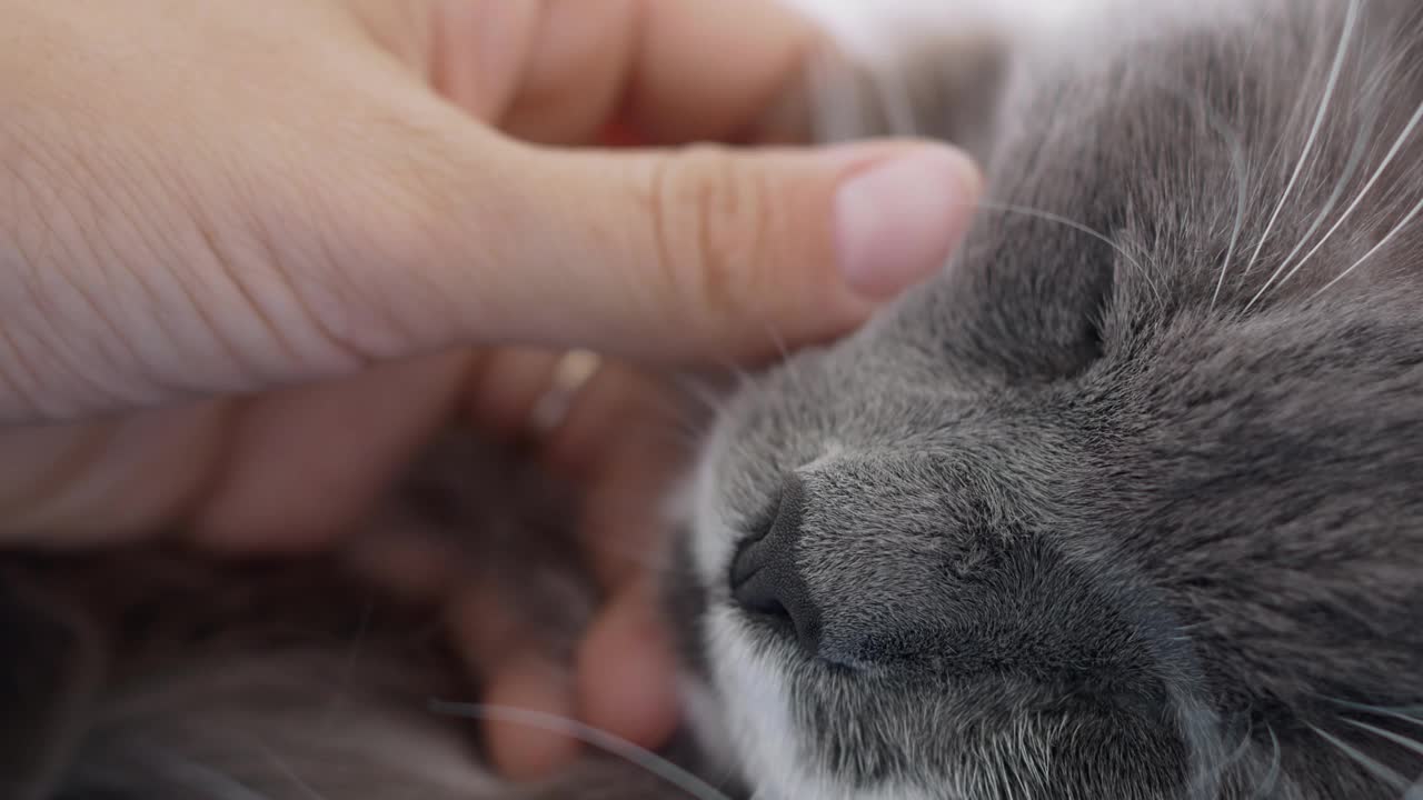 一只灰色的猫正在睡觉，一只母猫正在抚摸它的皮毛。有爱的主人的家猫的生活视频素材