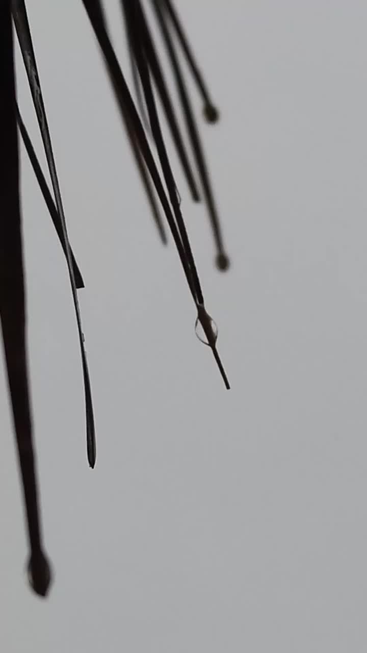 在恶劣的天气里，雨水从树叶上慢慢地流下来。视频素材